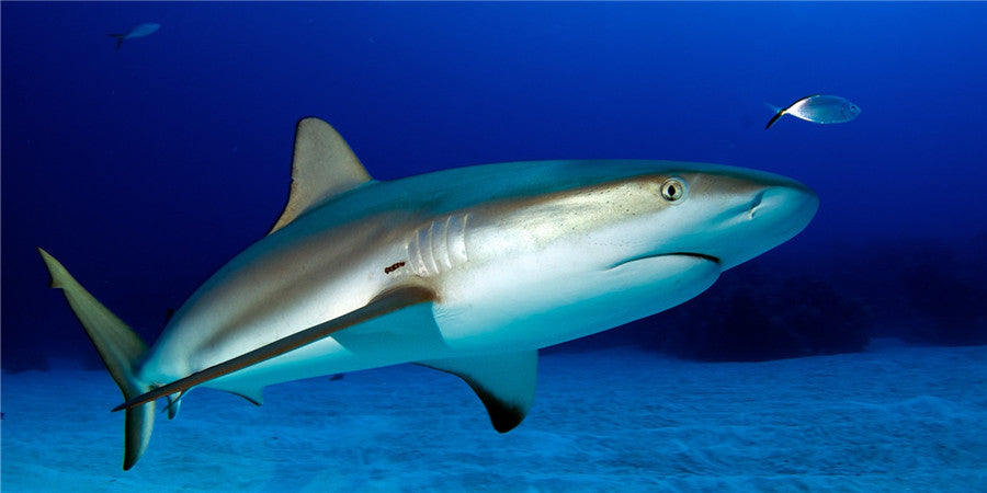 Shark Liver Oil: Benefits More Than Just the Immune System