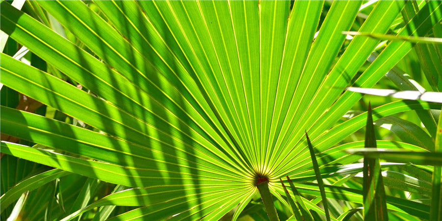 Benefits Of Saw Palmetto & Its Extract