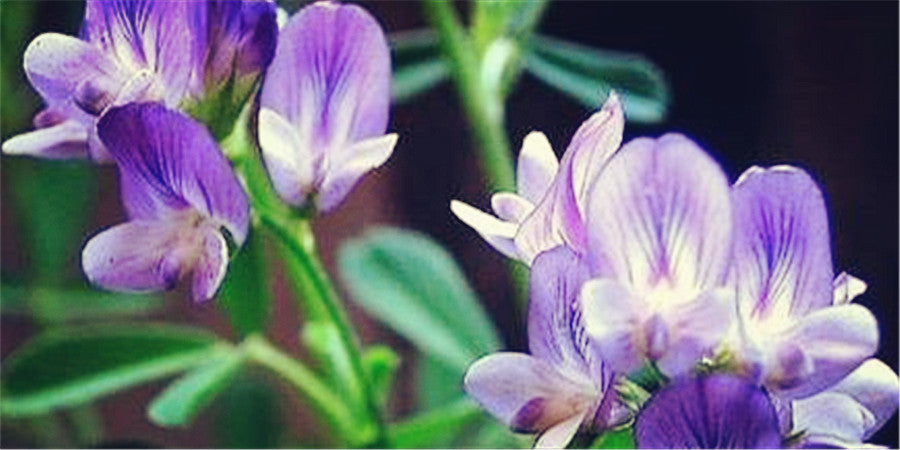 Alfalfa: Premium Source of Vitamins and Minerals