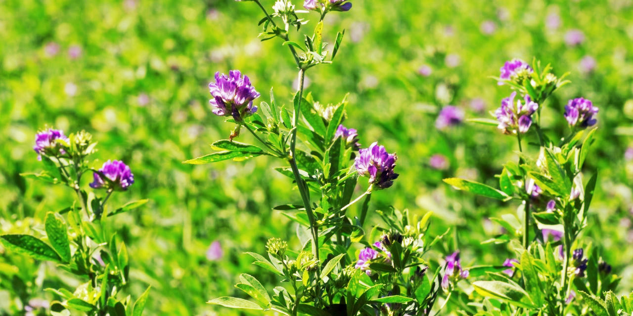 Give yourself a nutritious boost of antioxidants, vitamins, and minerals with Alfalfa Supplement