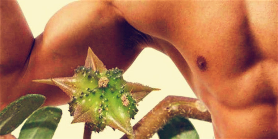 Remarkable Benefits of TNT Extract