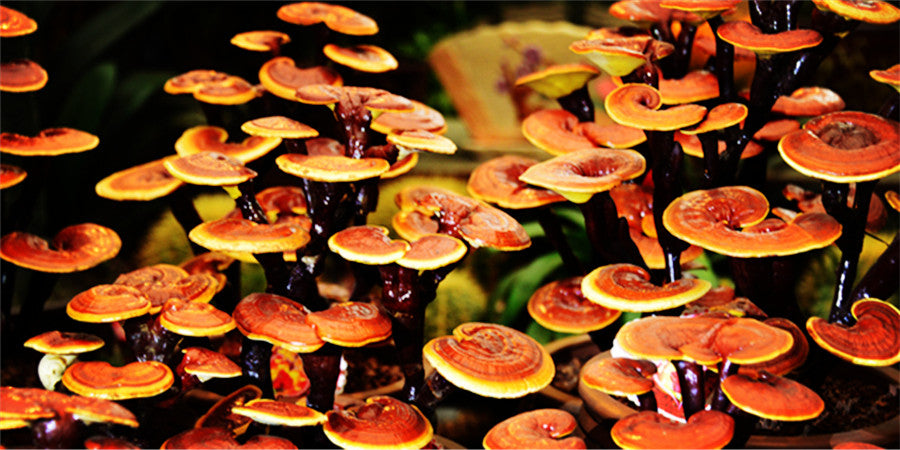 Awesome Health Benefits Of Reishi Mushrooms