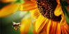 Nothing Bees Collect from Plants and Trees Goes to Waste