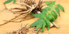 Remarkable Benefits of Valerian Root Can Help...